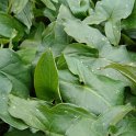 Arum italicum